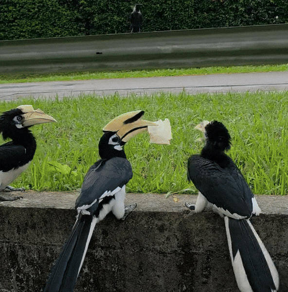 seletar hornbills bread