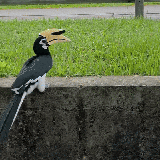 seletar hornbills bread