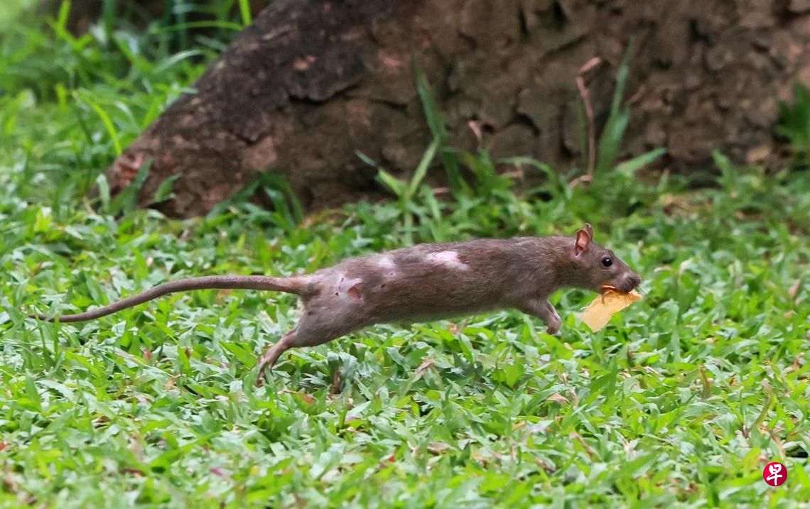 rat infestation hougang