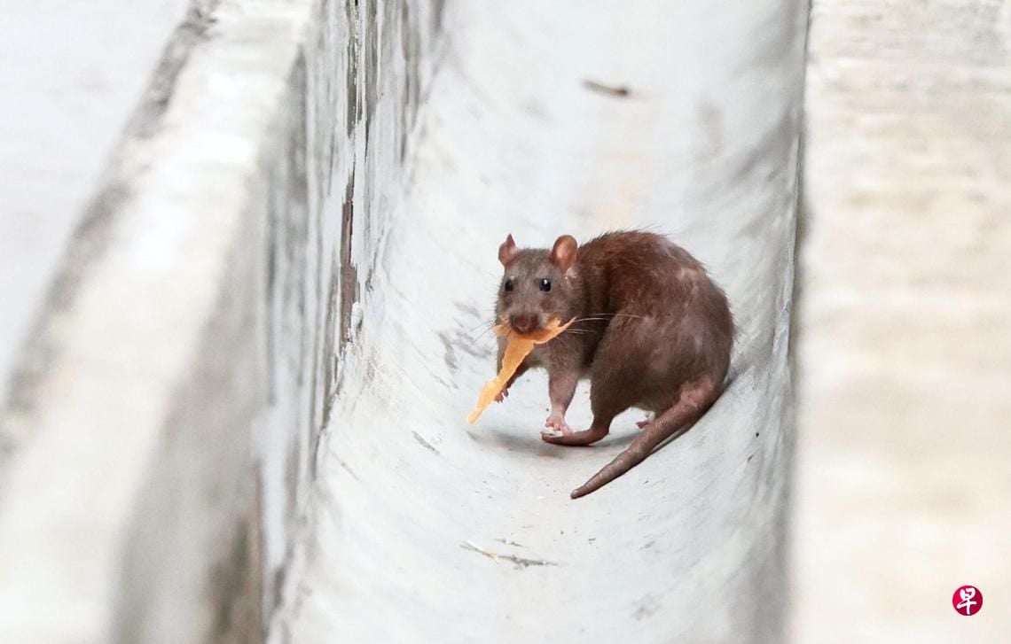 rat infestation hougang