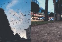 hundred birds