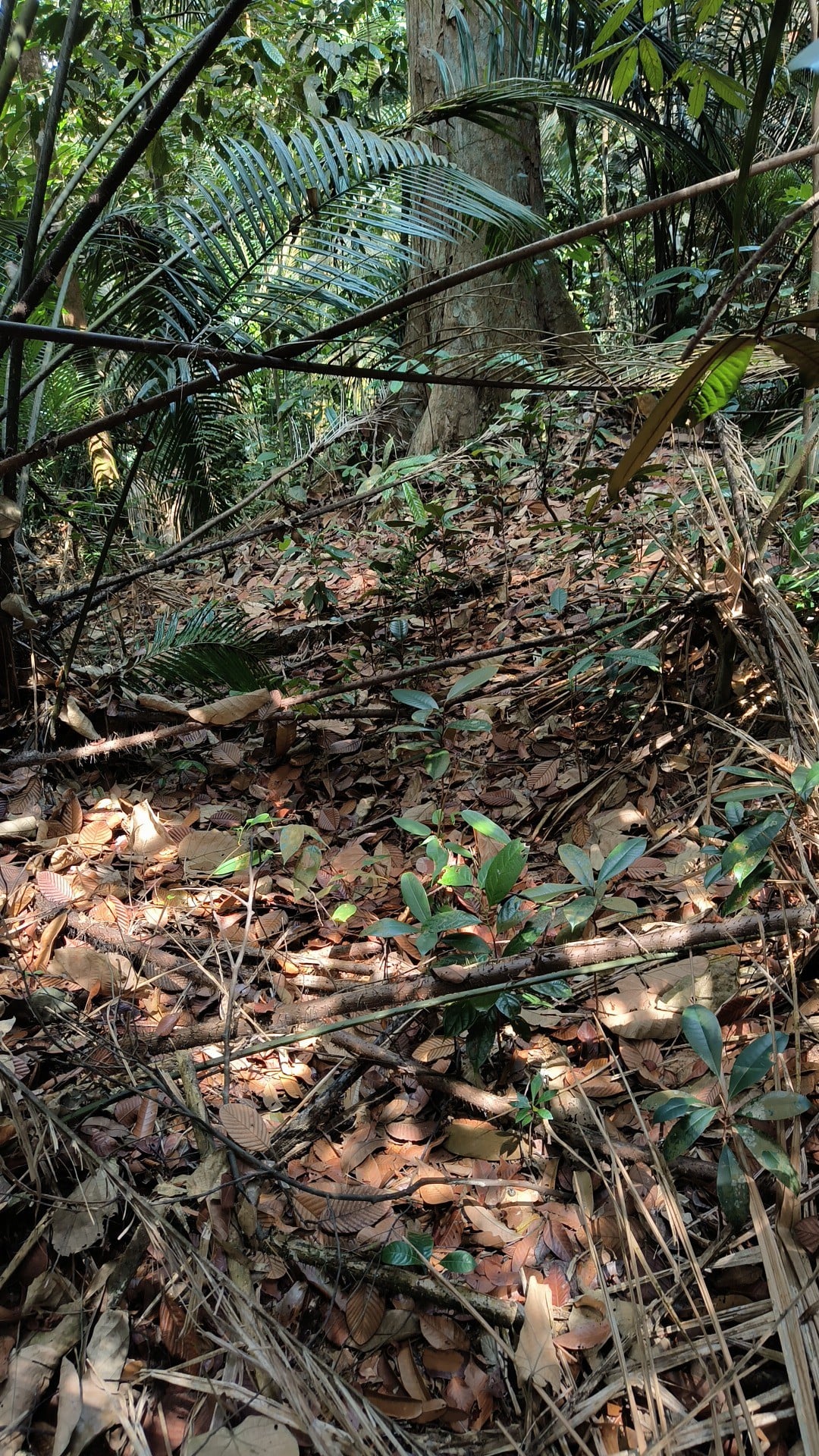 woman lost forest uncle