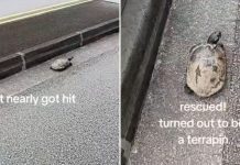 lost terrapin