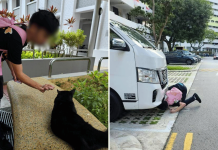 man cats