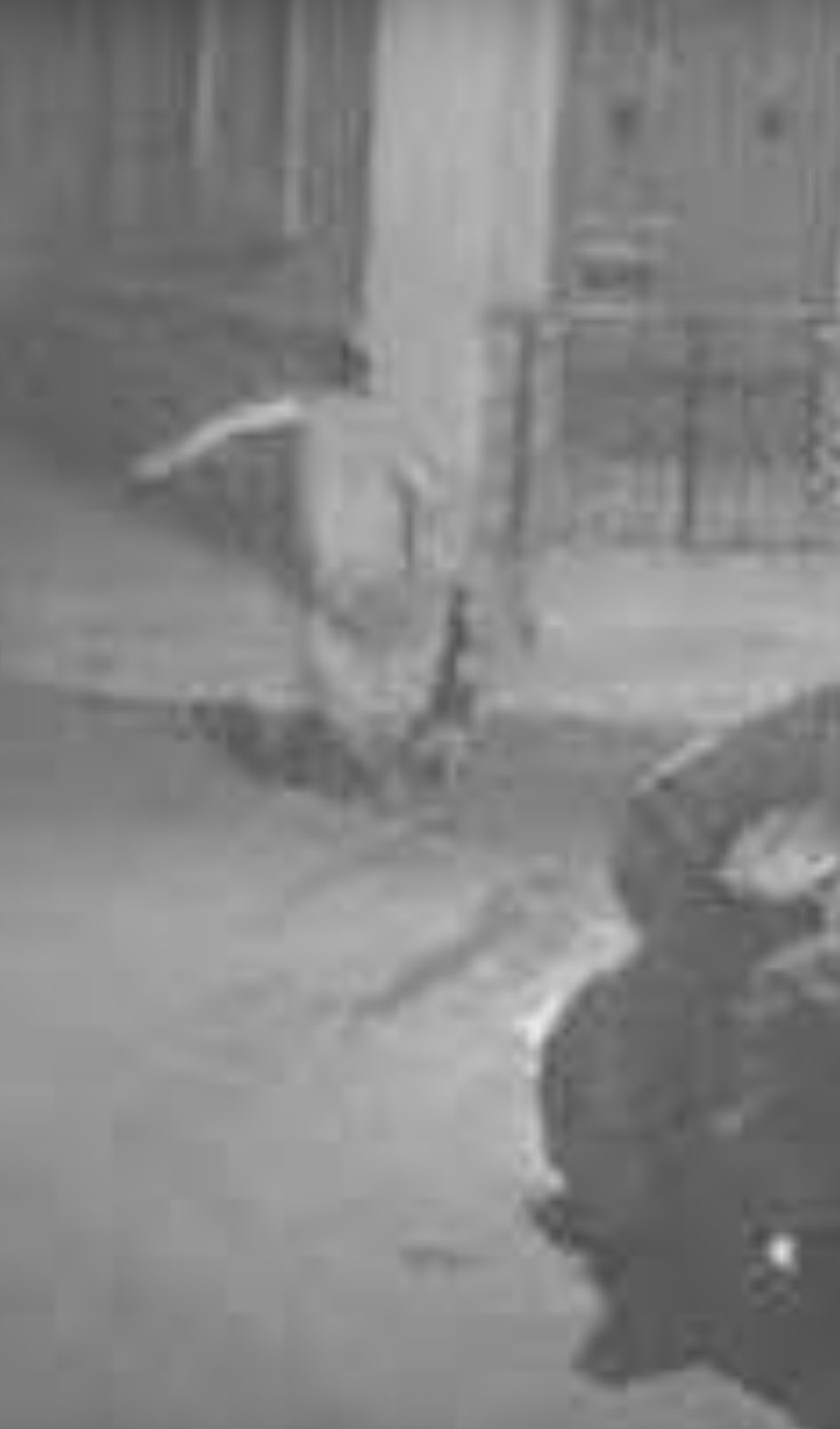 japanese man malta cats security