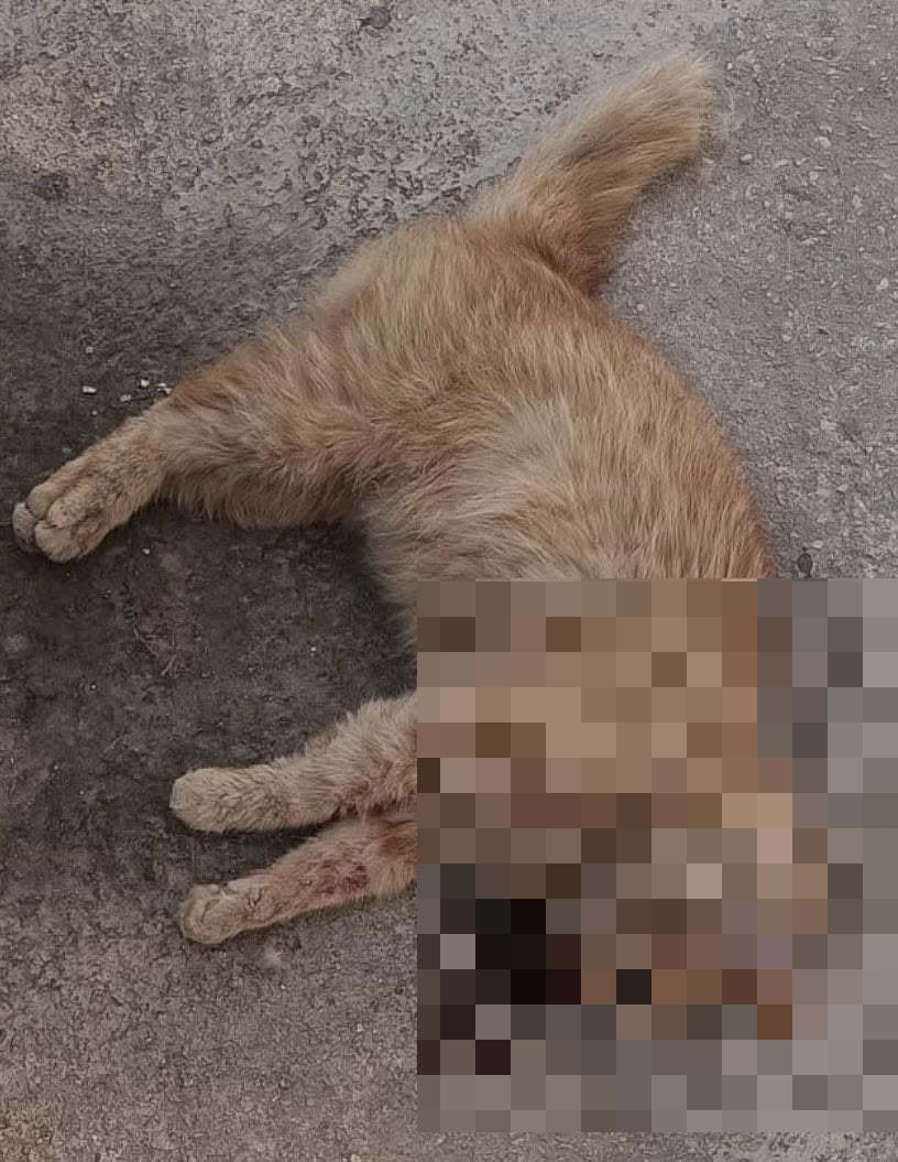 japanese man malta cats dead