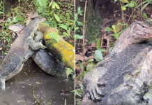 monitor lizards fight (1)
