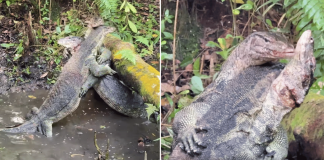monitor lizards fight (1)