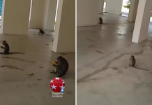 monkeys HDB