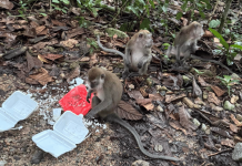 monkeys hikers