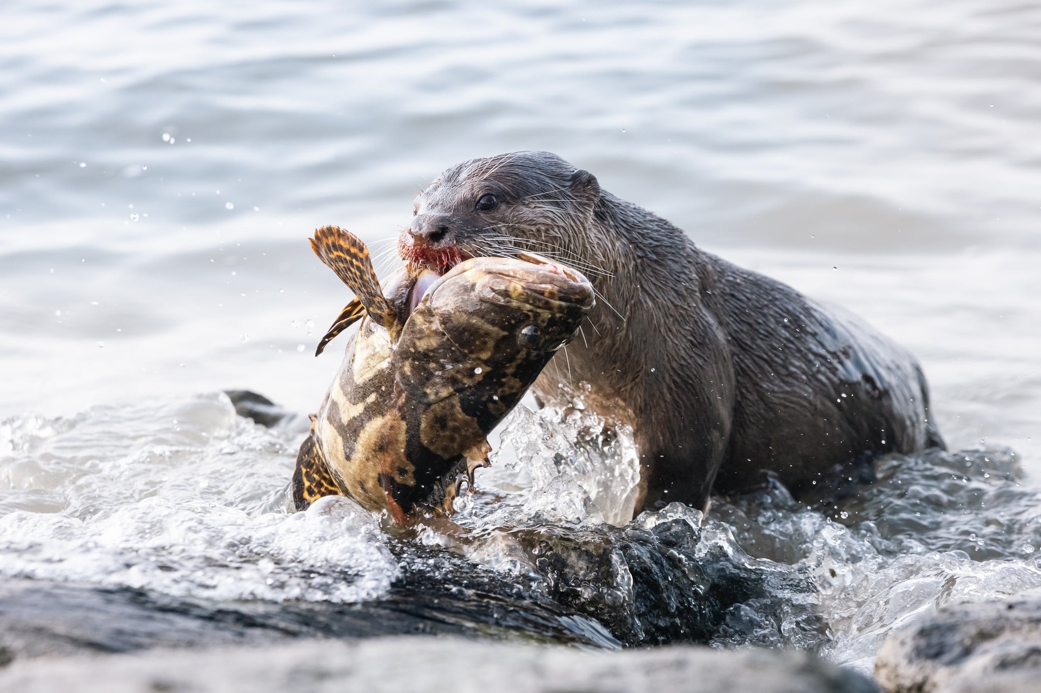 otter invasive fish