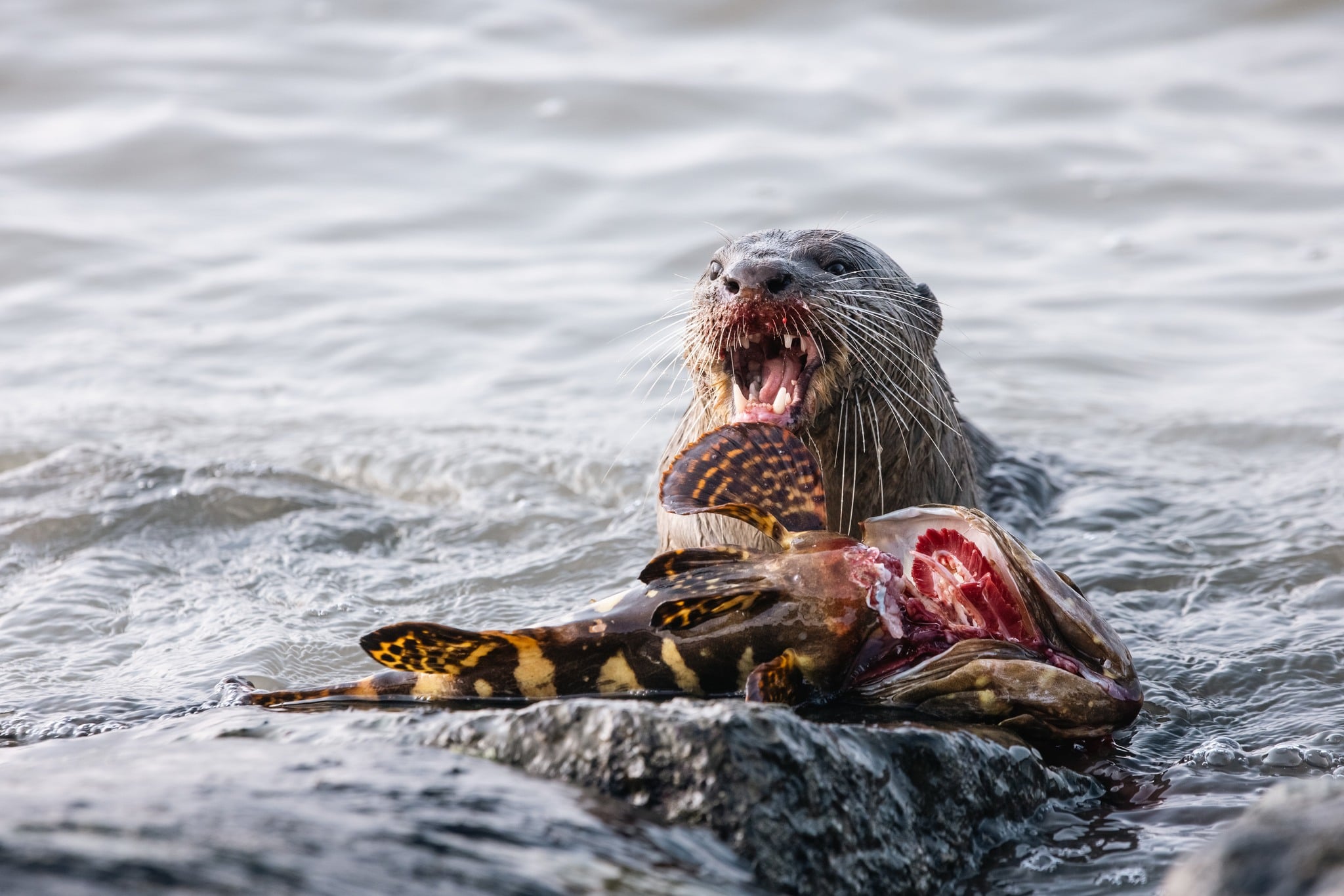 otter invasive fish