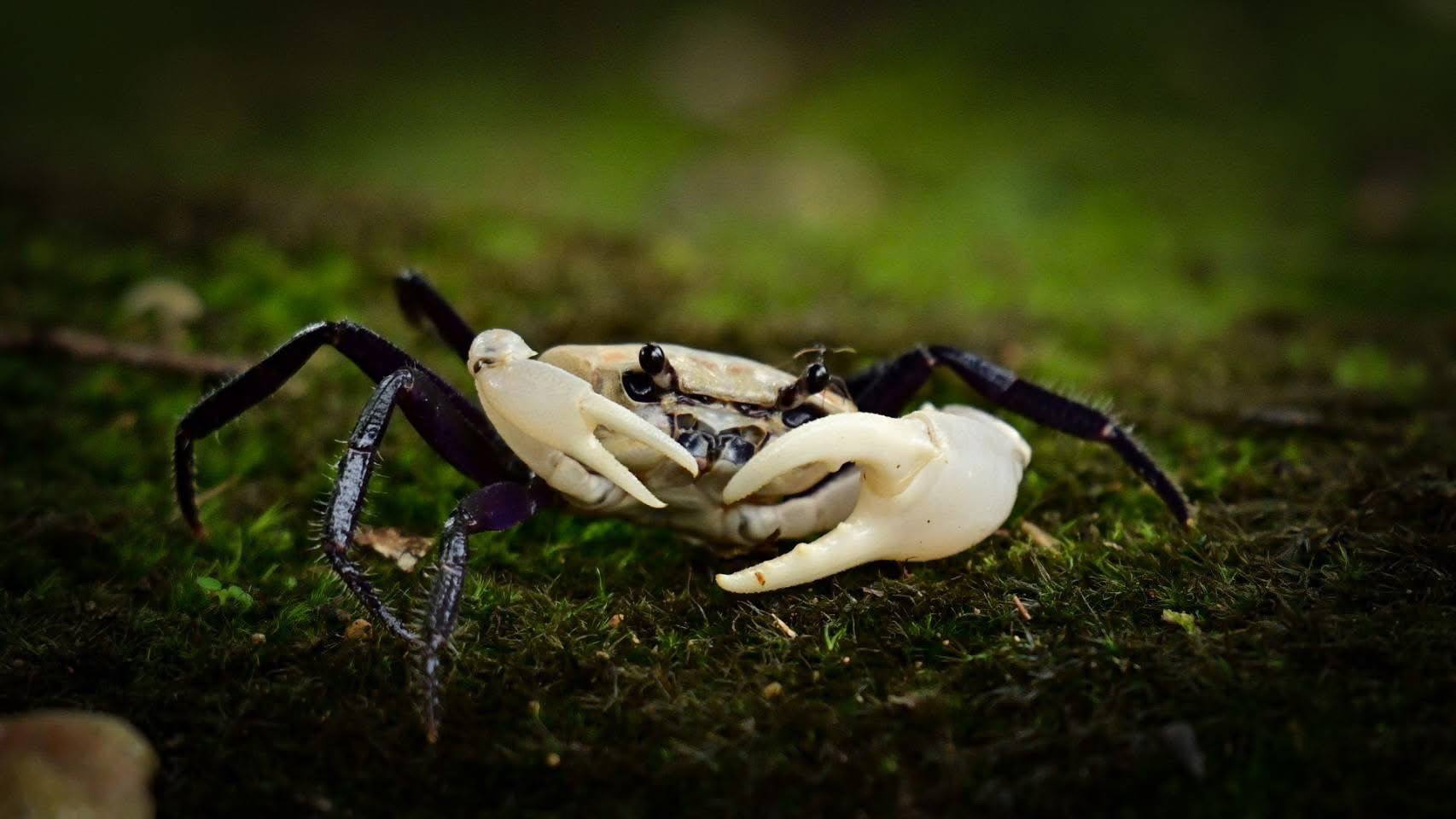 purple panda crabs photo 3
