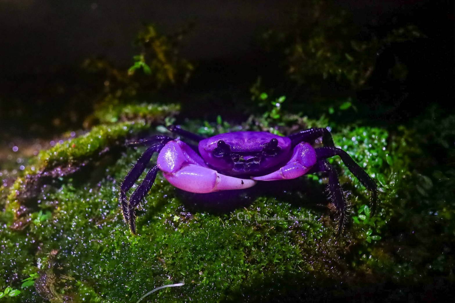 purple panda crabs photo 1