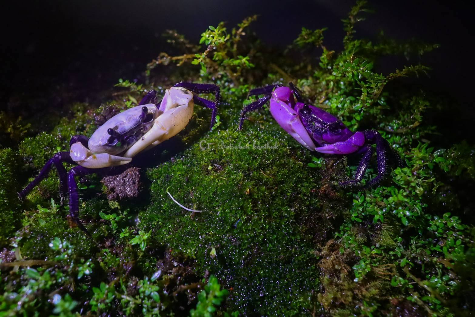 purple panda crabs photo 2