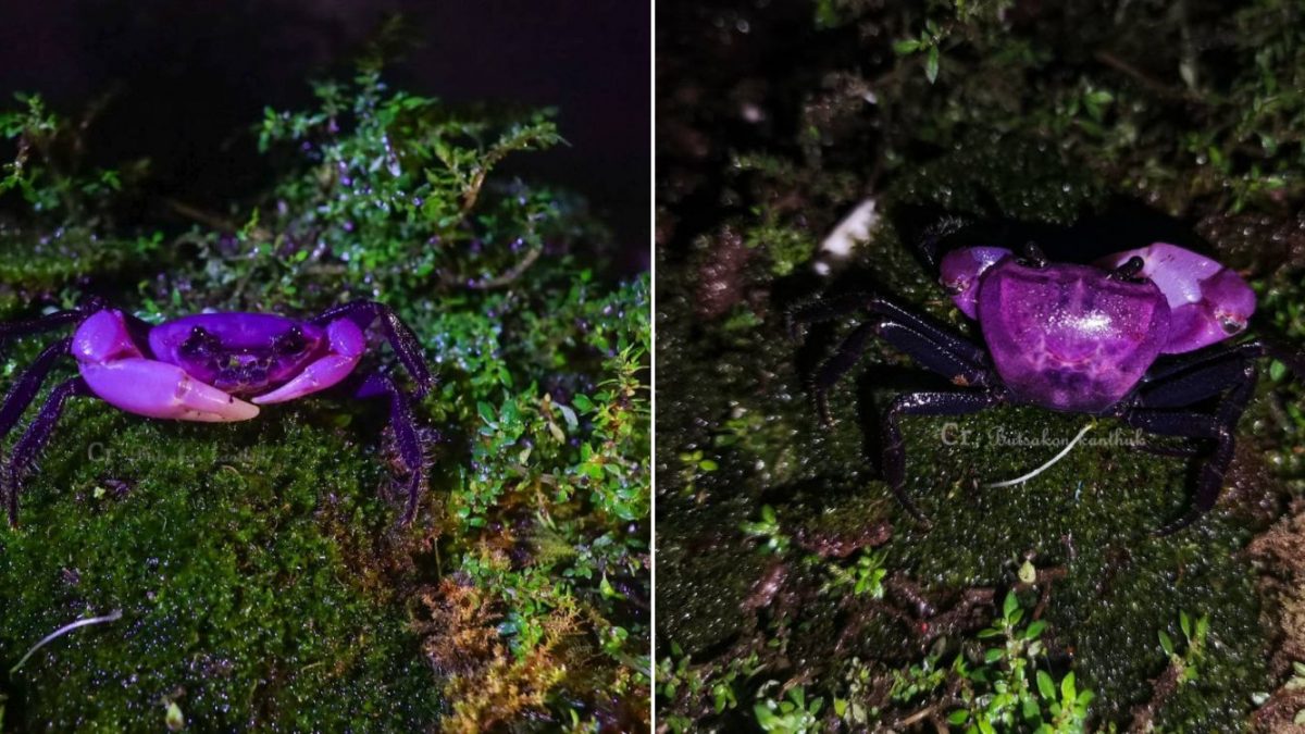 Rare purple panda crabs spotted at national park in Thailand