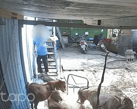 sheep poisoned landlord (1)