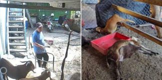 sheep poisoned landlord