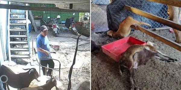 sheep poisoned landlord