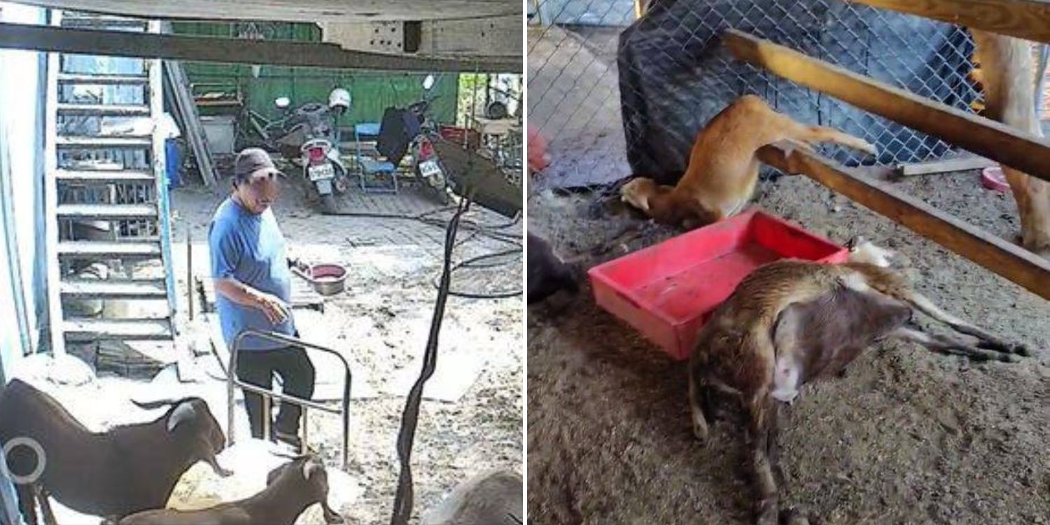 sheep poisoned landlord