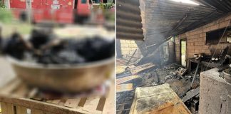 shih tzus house fire