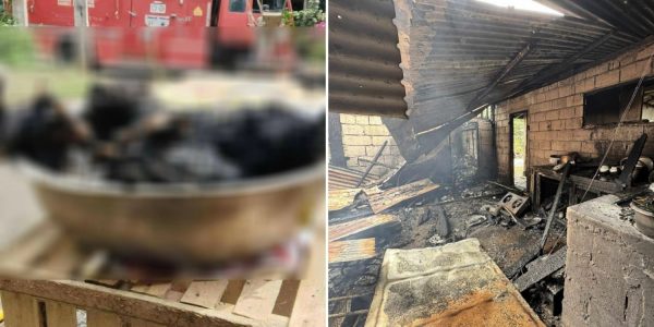 shih tzus house fire