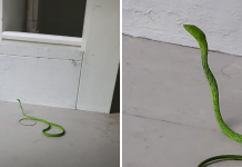 snake hdb