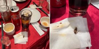 taiwan man cola cockroach