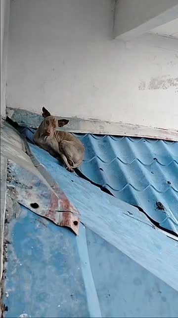 dog death rescue failed