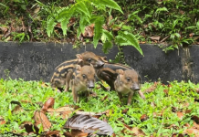 wild boar