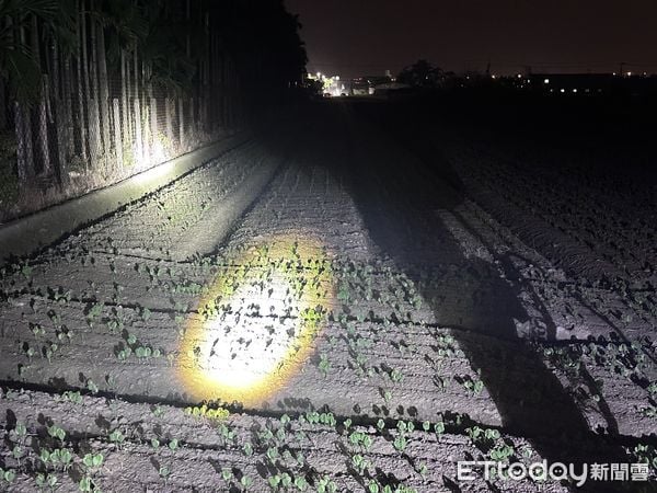 140 iguanas fields infestation (3)