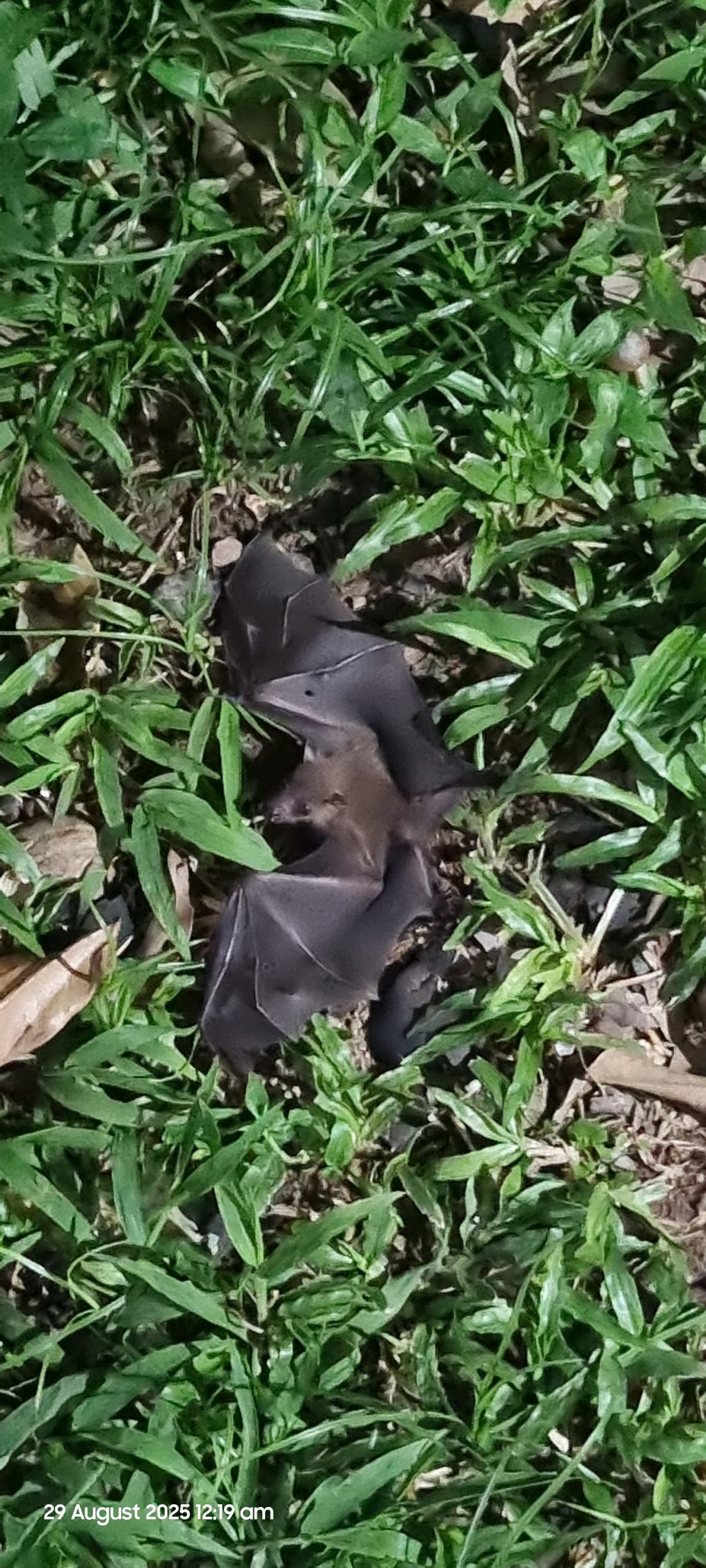 injured bat