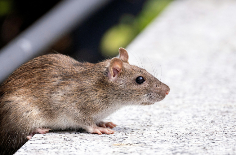 man india rat airport