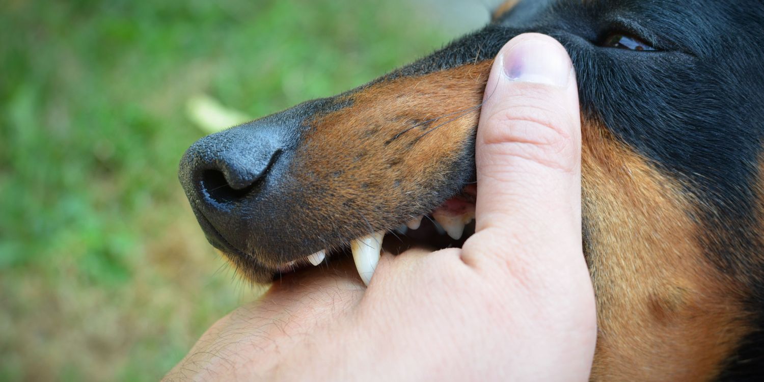 bangkok rabies outbreak bite