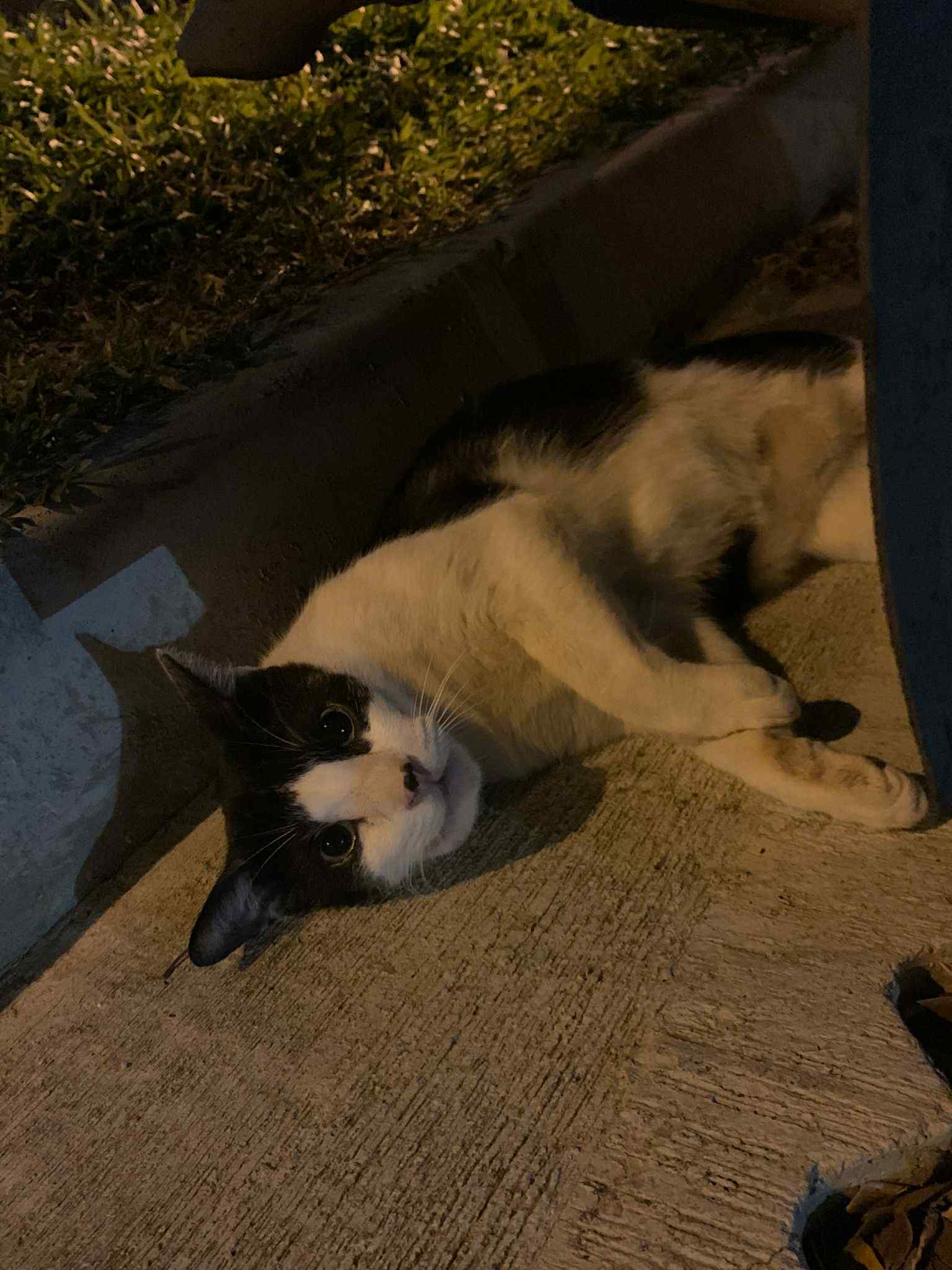 bedok community cat