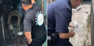 dog bites mailman finger