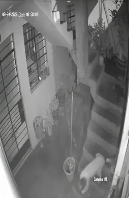 dog saves family dynamite chewing