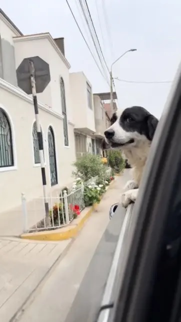 dog saves family dynamite injured