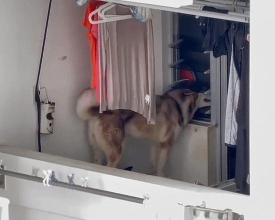 dog balcony foster home