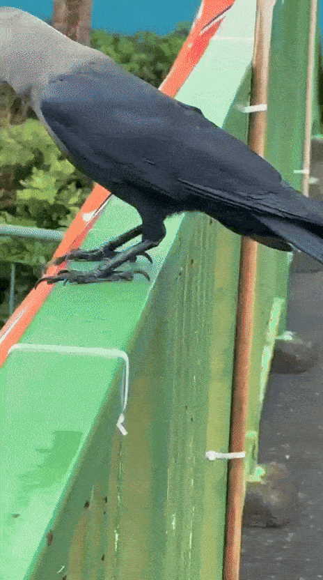 bird crow