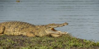 father crocodile son