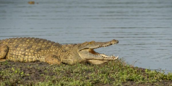 father crocodile son