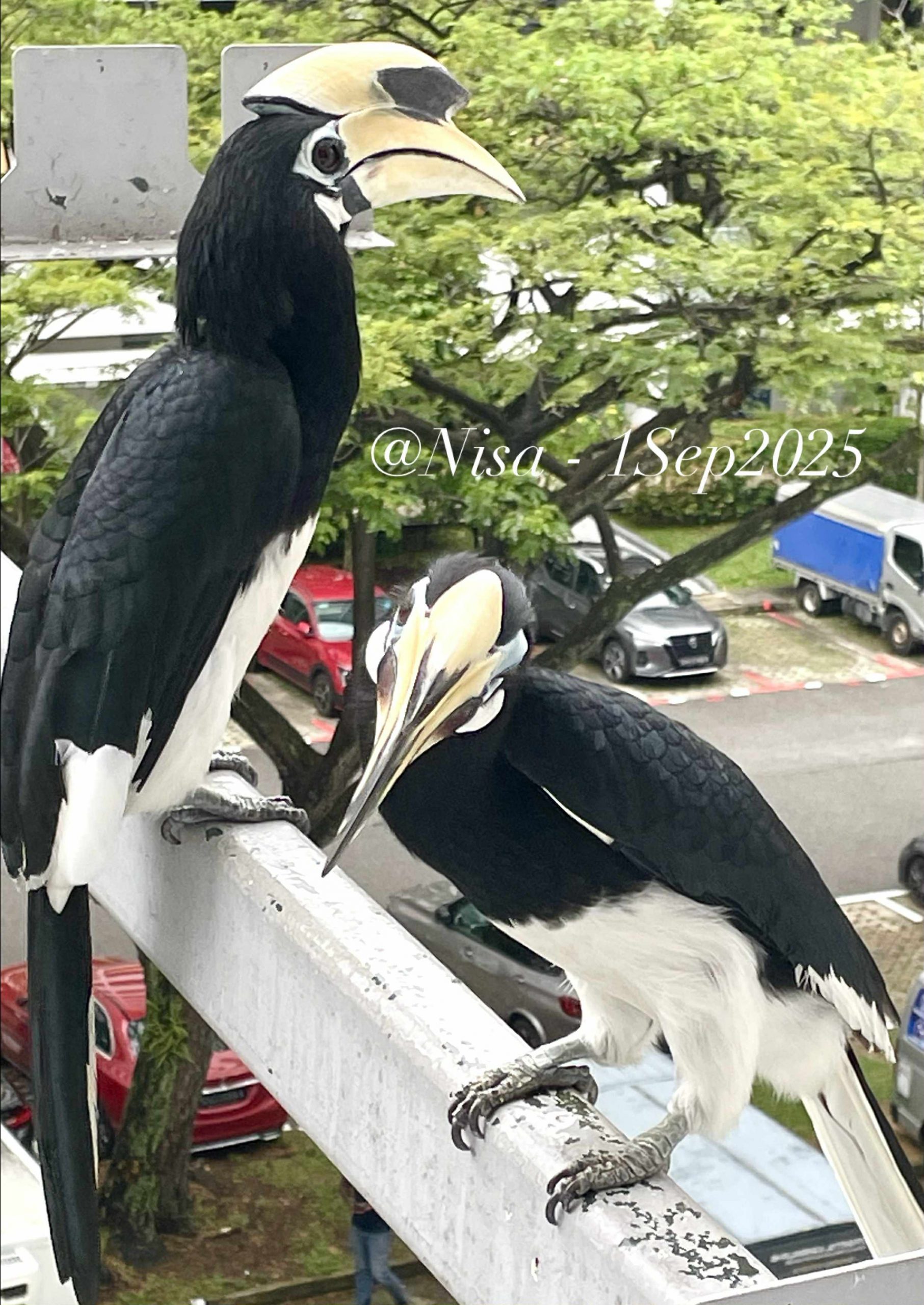 hornbills laundry pole