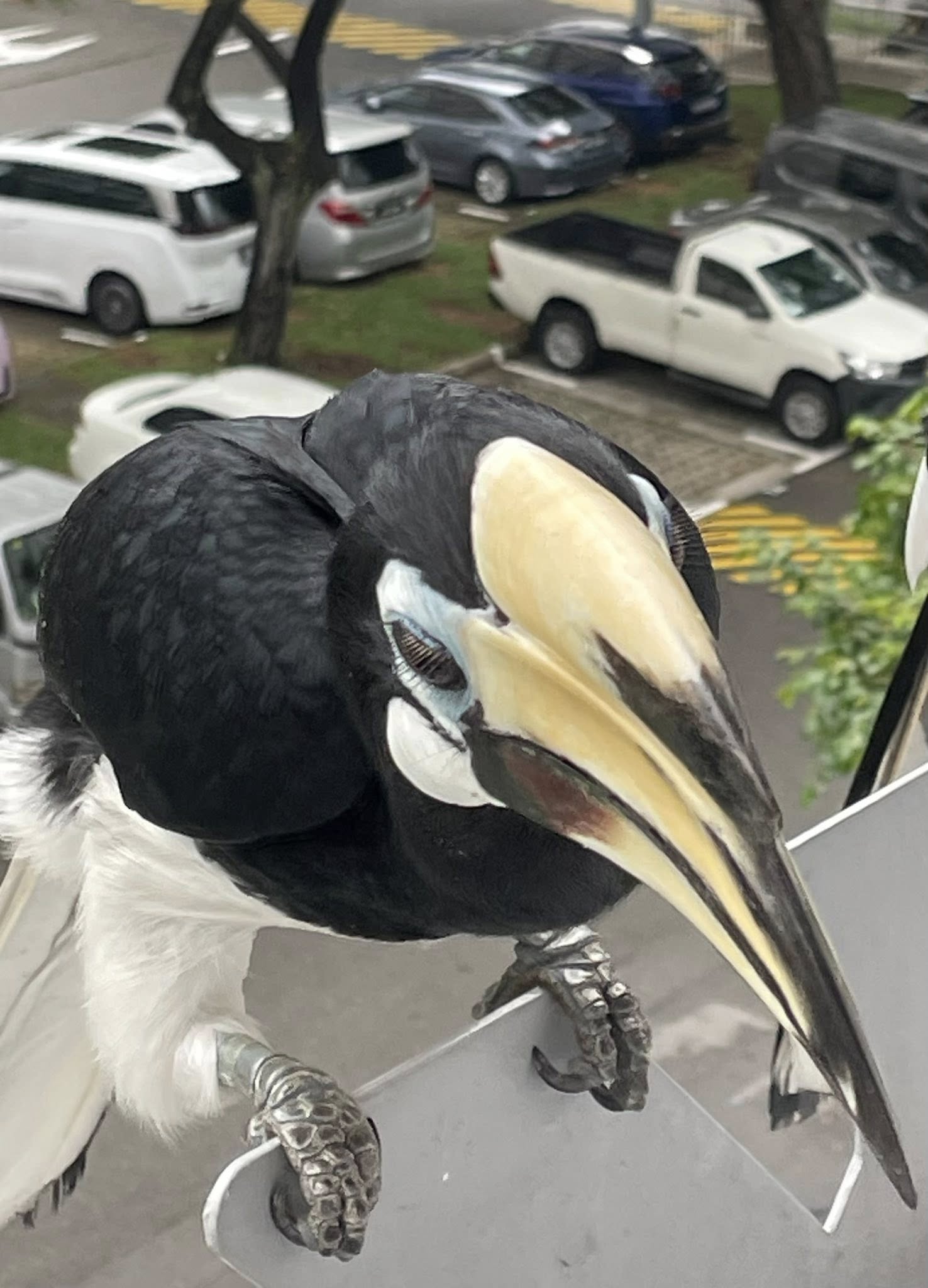 hornbills laundry pole