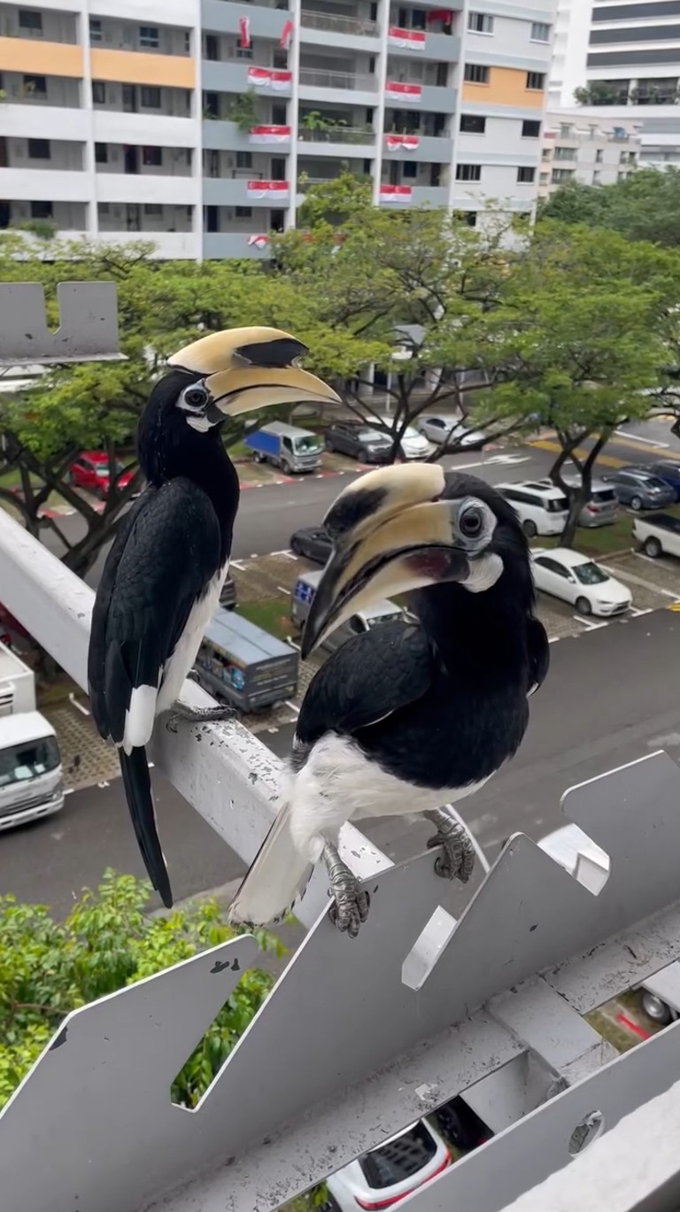 hornbills laundry pole