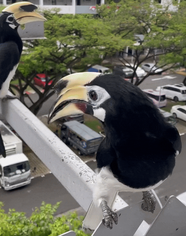 hornbills laundry pole