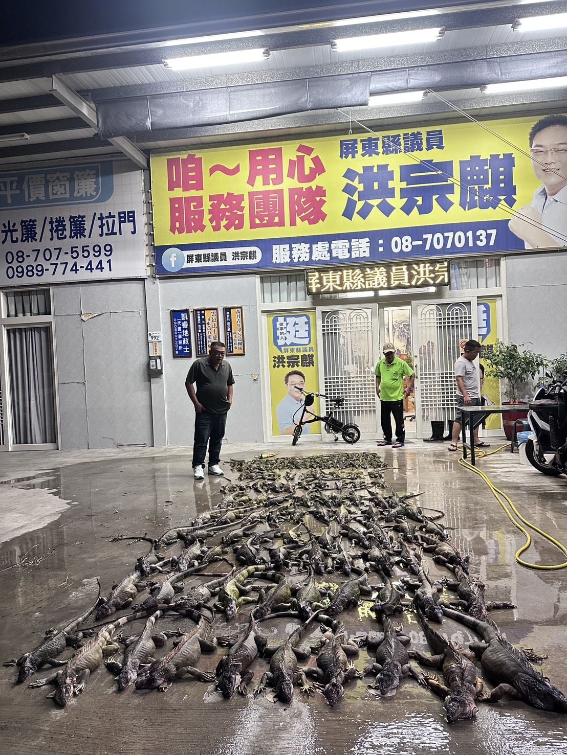 iguanas fields infestation