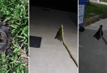 injured bat