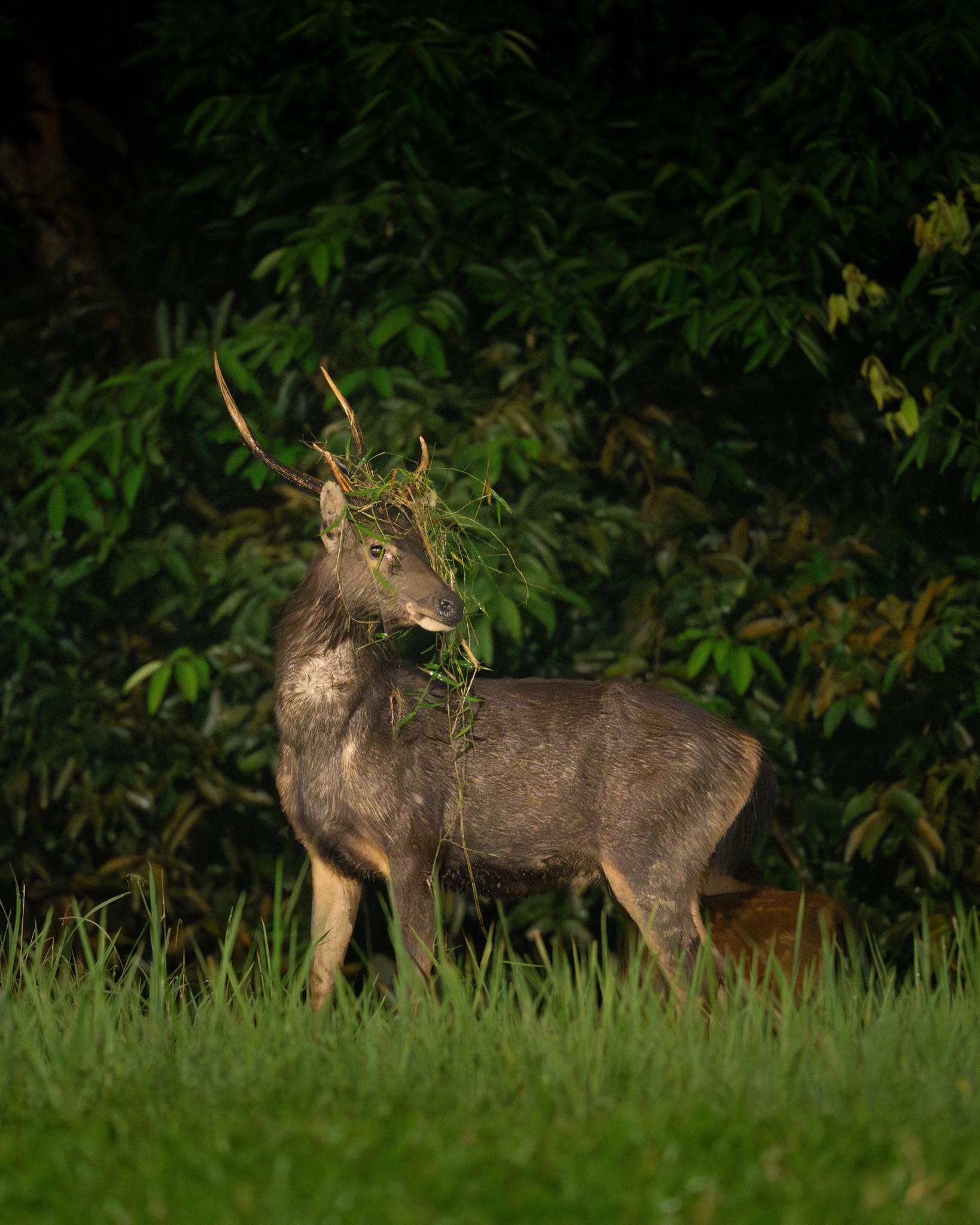 male sambar deer (2)