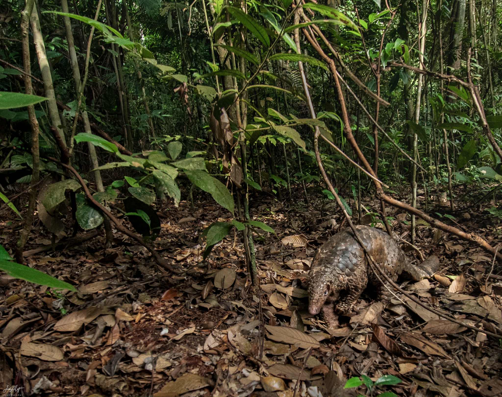 pangolin tree trunk